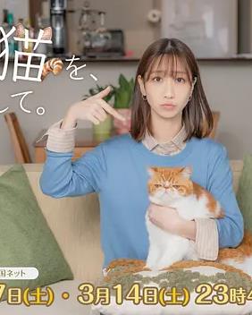 电影:我收留了前男友的猫